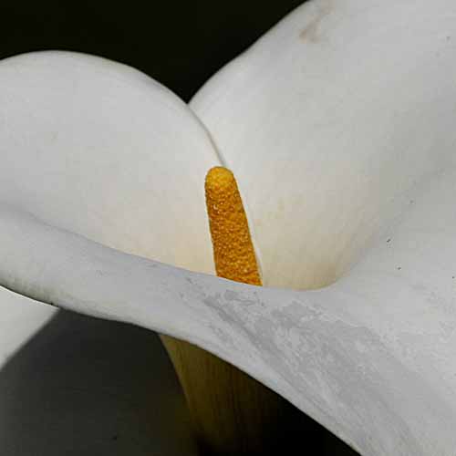 Cala Lily