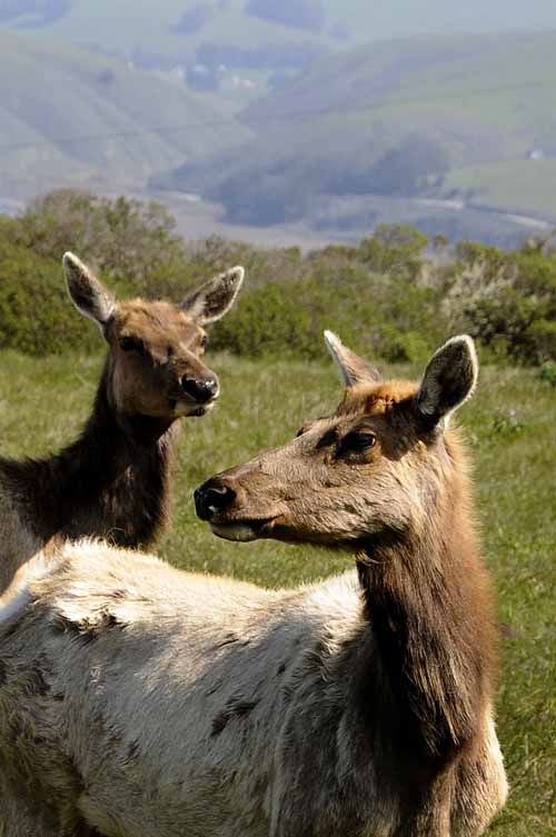 Pt. Reyes - Bodega Bay  13