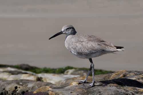 Pt. Reyes - Bodega Bay  44