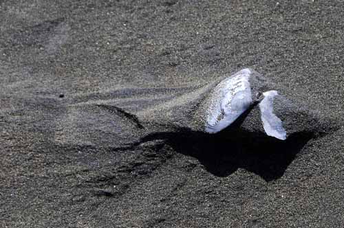 Pt. Reyes - Bodega Bay  50