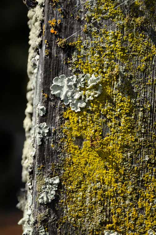 Pt. Reyes - Bodega Bay  8