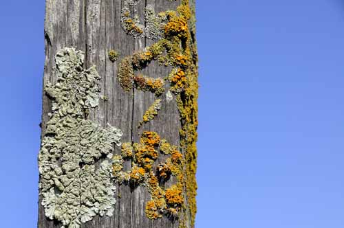 Pt. Reyes - Bodega Bay  9