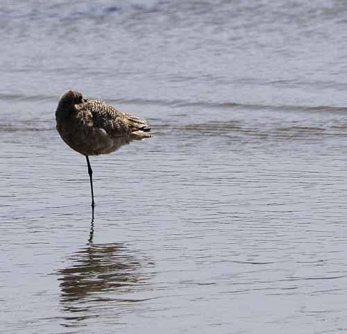 Pt. Reyes - Bodega Bay  70