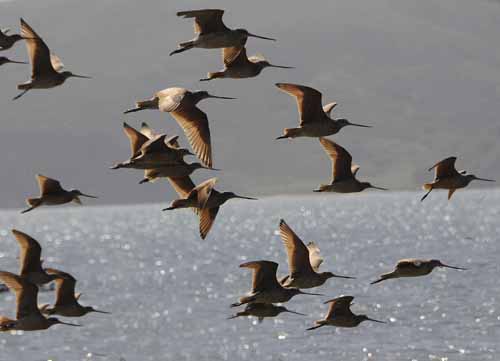 Pt. Reyes - Bodega Bay  80