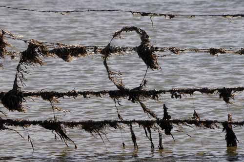 Pt. Reyes - Bodega Bay  85