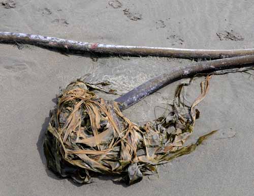 Pt. Reyes - Bodega Bay  88
