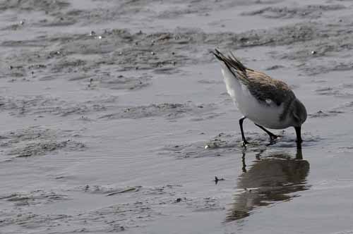 Pt. Reyes - Bodega Bay  94