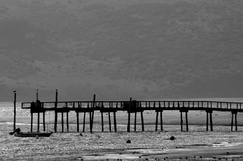 Pt. Reyes - Bodega Bay  98