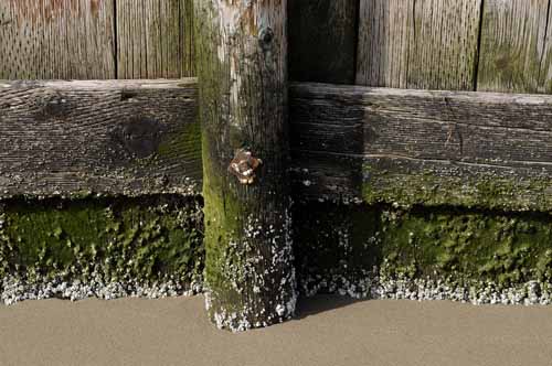 Pt. Reyes - Bodega Bay  99