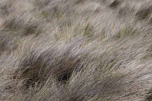 Pt. Reyes - Bodega Bay  119