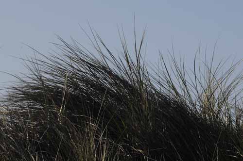 Pt. Reyes - Bodega Bay  139