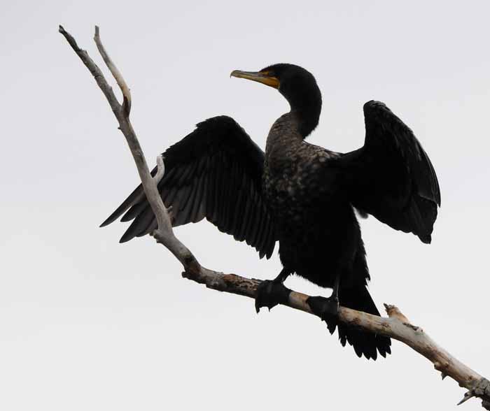 Cormorant in the Sun