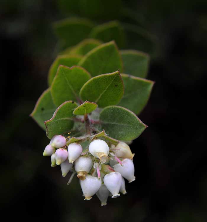 Flowers from the Garden