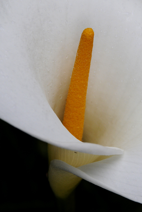 Cala Lily