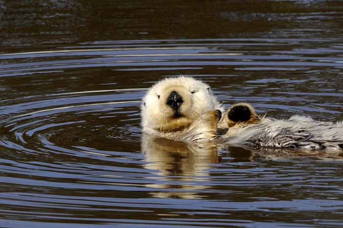 Sea Otter at Moss Landing