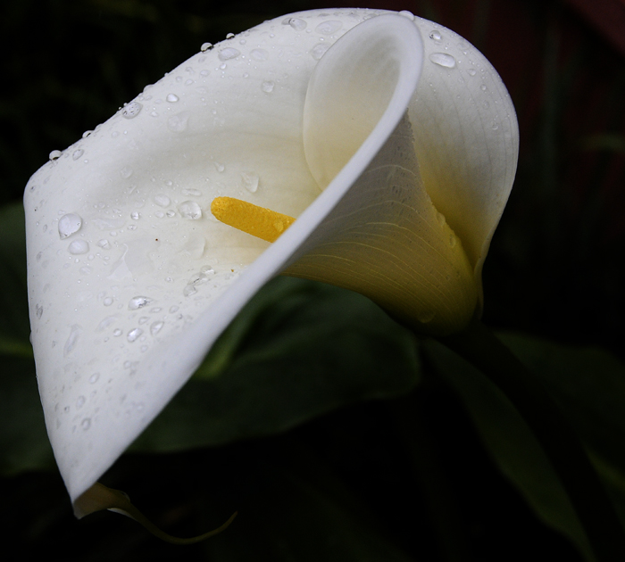 Cala Lily