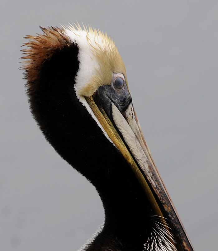 The Brown Pelican