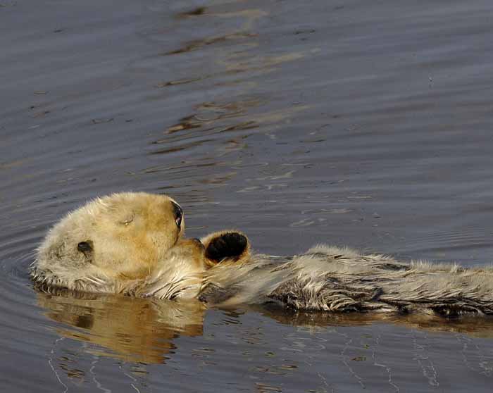 Sleeping Otter, Elhorn Slough