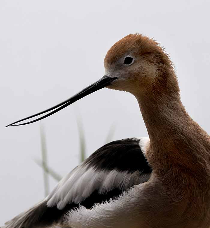 American Avocet
