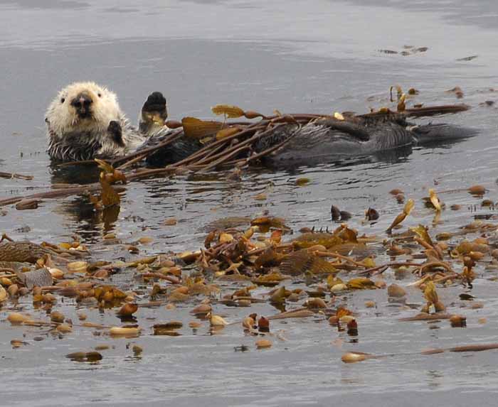 California Sea Otter