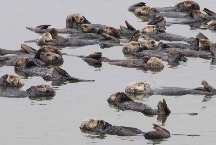 California Sea Otter