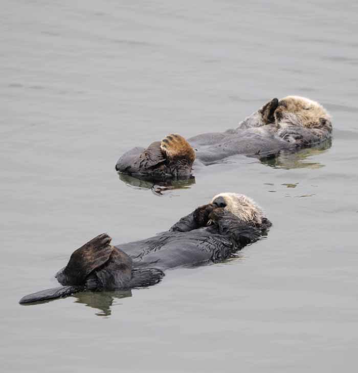 California Sea Otter