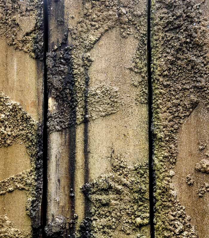 Algae and Cement