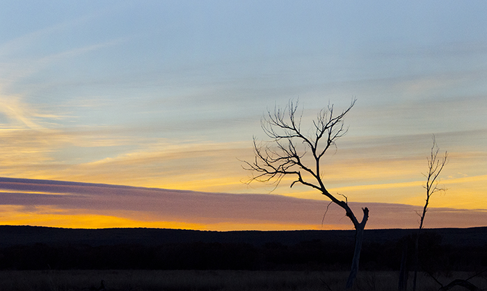 Bosque Sunrise