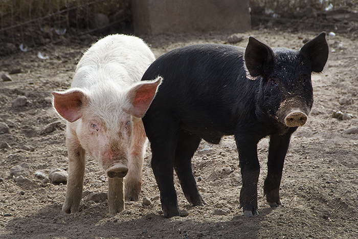 Pigs at Poblanos