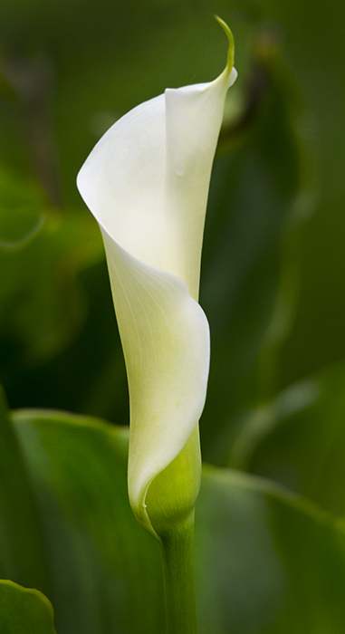 Cala Lily