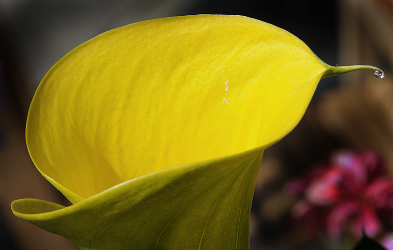 Cala Lily