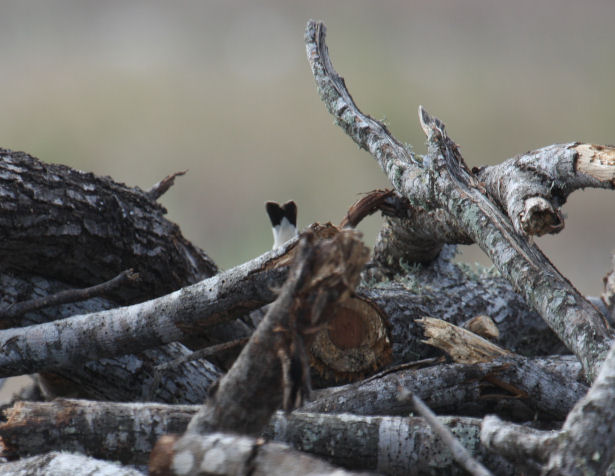 Northern Wheatear 9058