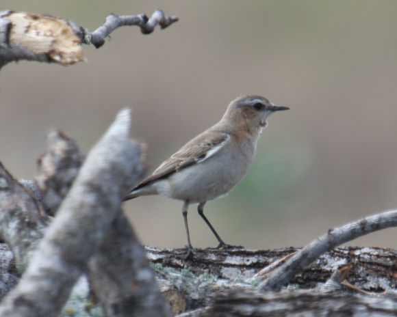 Northern Wheatear 9060