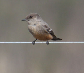 Say's Phoebe 9101