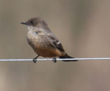 Say's Phoebe 9107