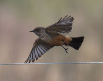 Say's Phoebe 9111