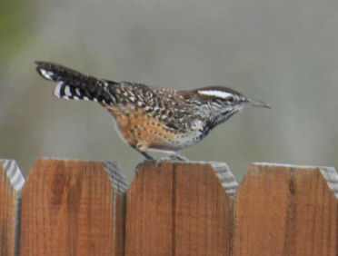 Cactus Wren 9175