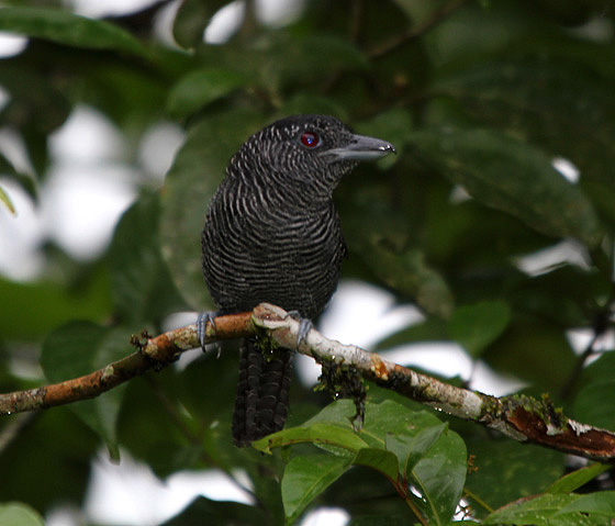 Fasciated Antshrike 1321.JPG