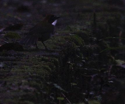 Chestnut-capped Brush-Finch 3417.JPG