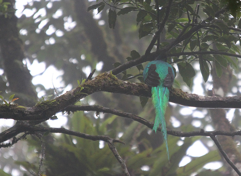 Resplendant Quetzal 3420.JPG
