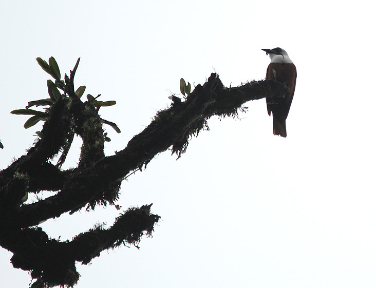 Three-wattled Bellbird 3429.JPG