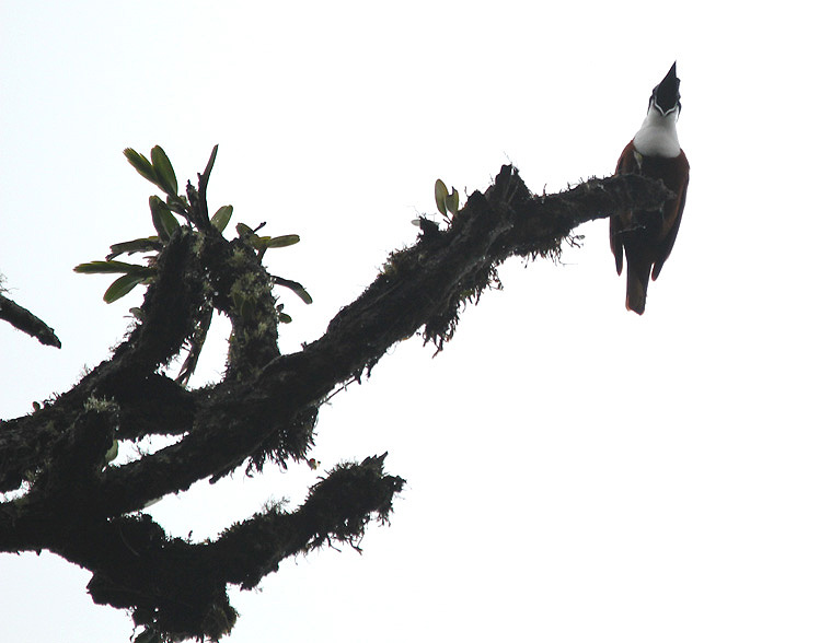 Three-wattled Bellbird 3448.JPG