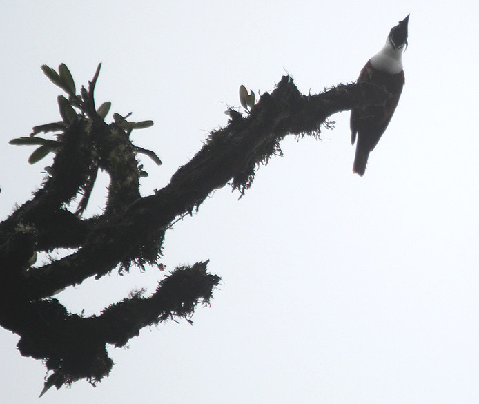 Three-wattled Bellbird 3454.JPG