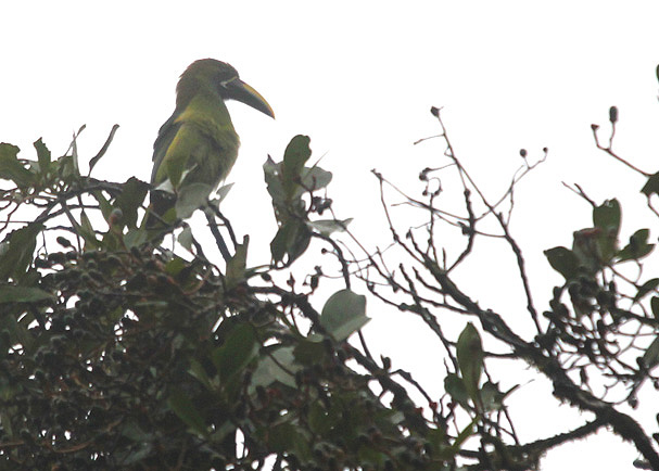 Emerald Toucanet 3469.JPG
