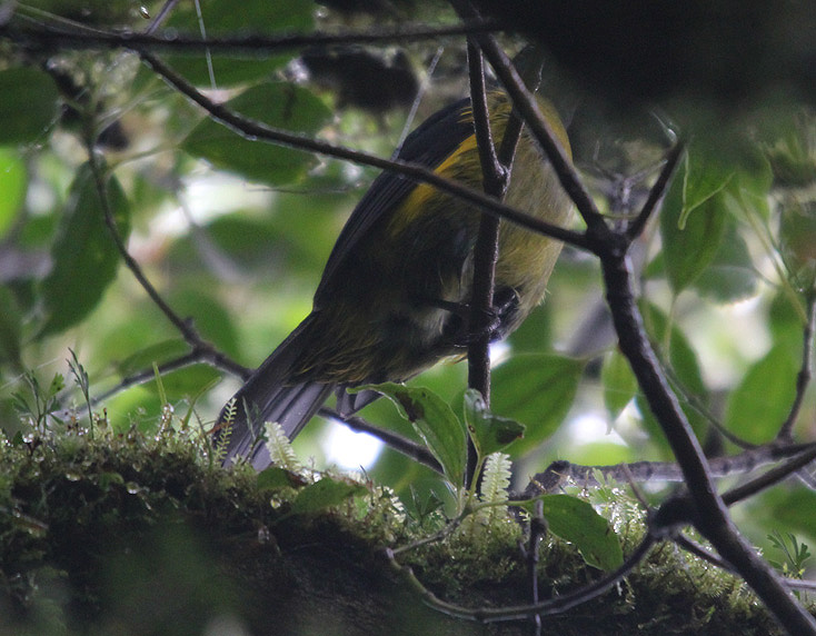 Black-and-yellow Silky-Flycatcher 3543.JPG