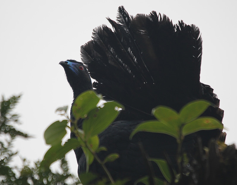 Black Guan 3550.JPG