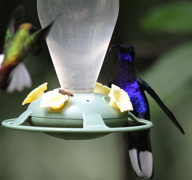 Violet Sabrewing 3616.JPG