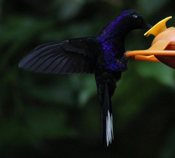 Violet Sabrewing 3684.JPG