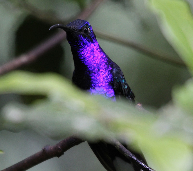 Violet Sabrewing 3748.JPG