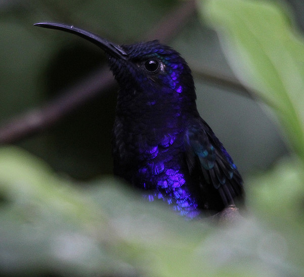 Violet Sabrewing 3774.JPG